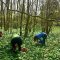 Wild garlic harvest